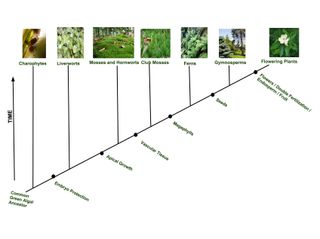 A diagram showing the evolution of plants