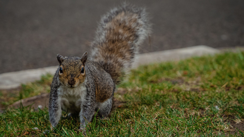 Cute squirrel on side of road