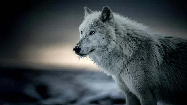 white-wolf-close.webp