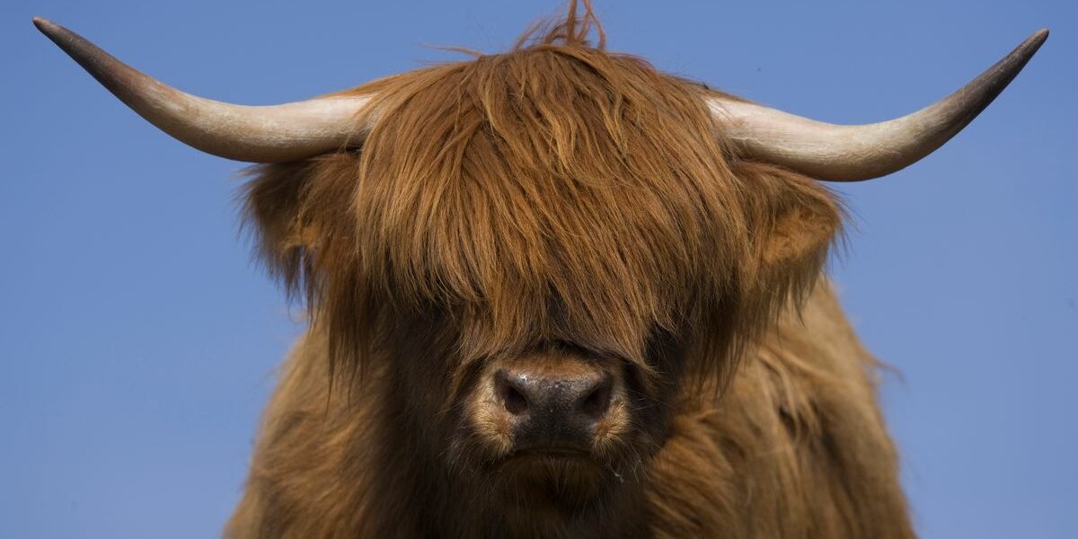 0_Highland-cow-in-Scotland.jpg