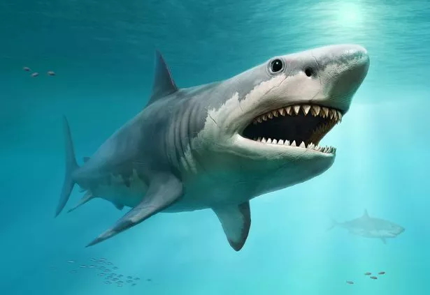 Scientists thought they'd found the megalodon