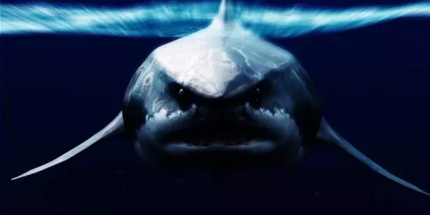 0_Megalodon-shark.jpg