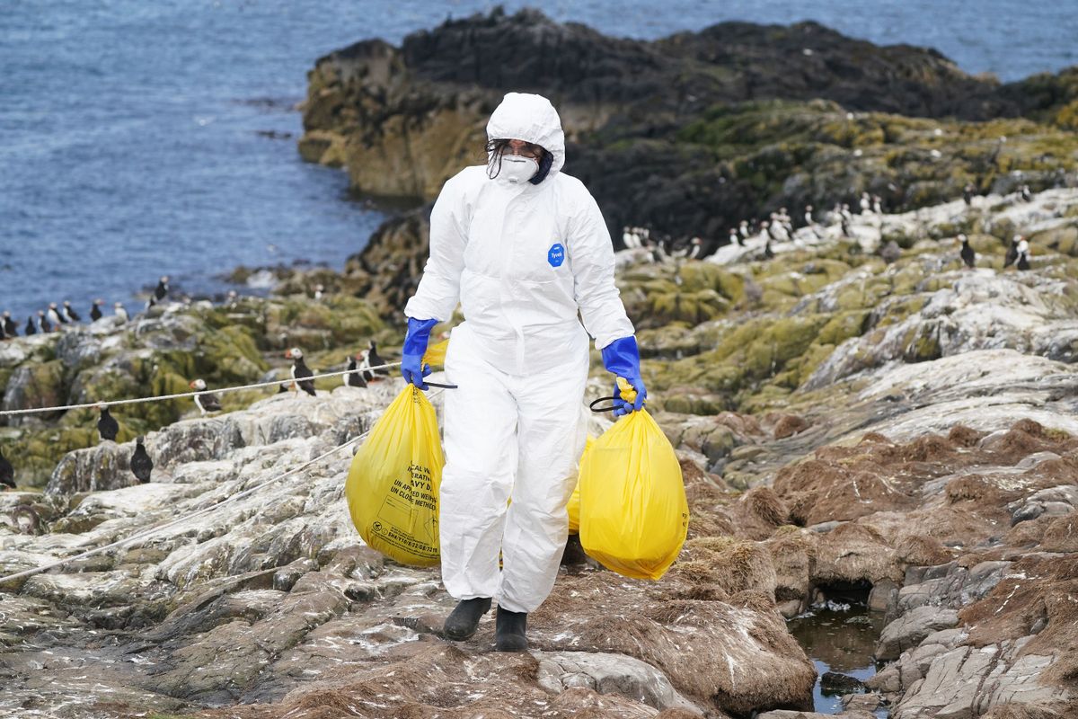 a National Trust ranger clearing dead birds from bird flu at Staple Island