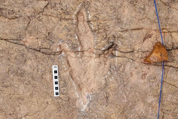 A theropod track in Carreras Pampas