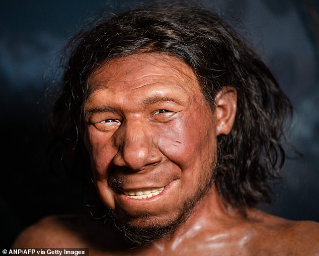 While the identity of the cannibals remains unknown, there¿s the possibility it could have been early Homo sapiens preying on rival Neanderthals Pictured: A reconstruction of the face of the oldest Neanderthal found in the Netherlands