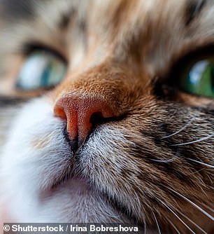 Meanwhile the constant twitching of his nose - which resembles a cat's - might indicate a highly-attuned sense of smell