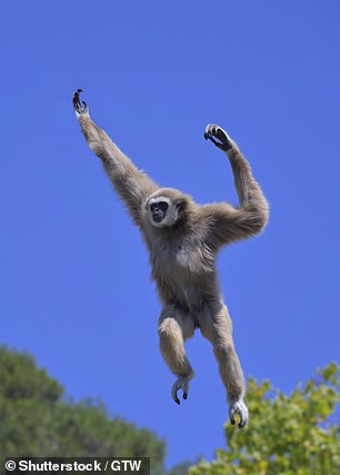 His spine would probably resemble a cross between a gibbon (pictured) and a cat, Ms Hyde said
