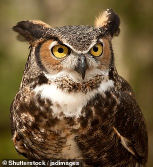 The Grinch's yellow eye colour is comparable to that of an owl