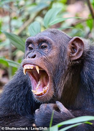 His teeth would be similar to a chimp’s with sharp canines for tearing, sturdy molars for grinding and incisors adapted for nibbling