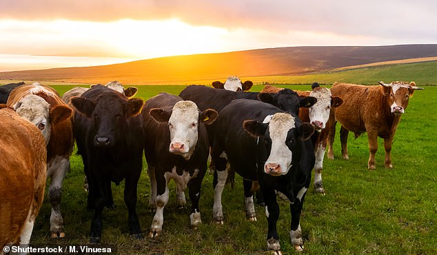 Researchers found that the manure produced by a single 700kg cow can nurture enough insects to feed 30 swallows