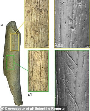 Cut marks and notches are clearly visible on these bones