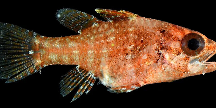 142377b5431ae3feda30c019440dc34d