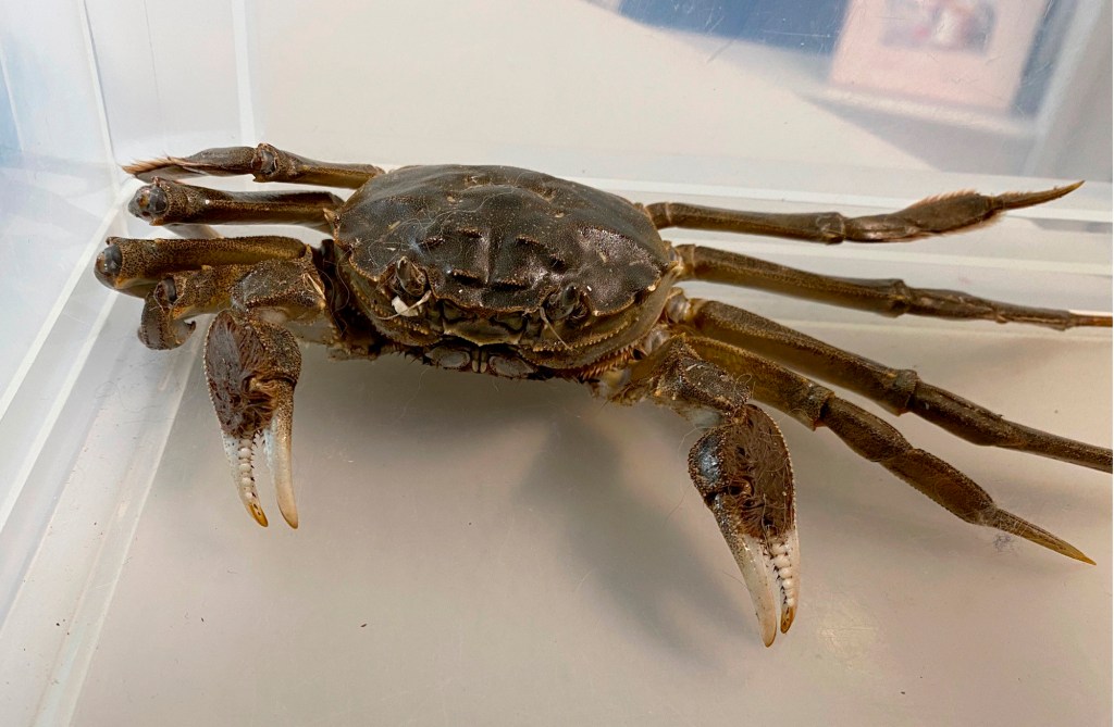 A Chinese mitten crab, 25-centimeters in length, with a dark brown carapace and light-colored claws.