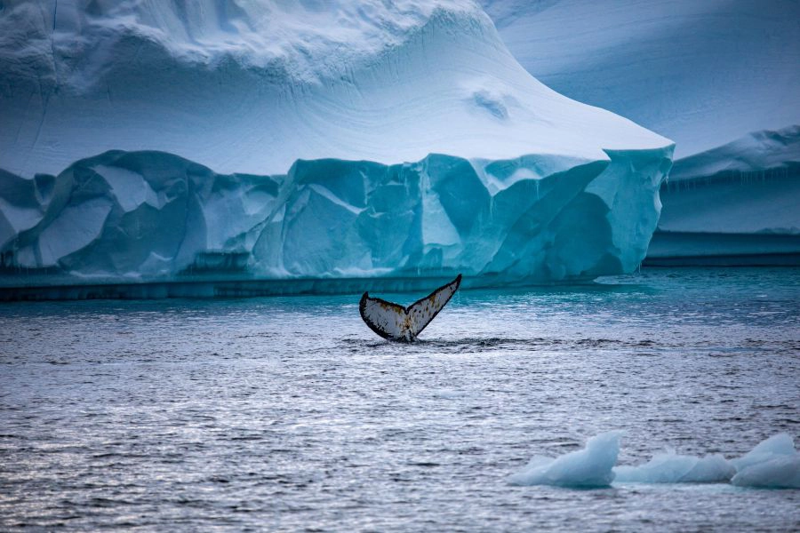 Humpback Whale fluke in front of a huge iceberg in Antarctica