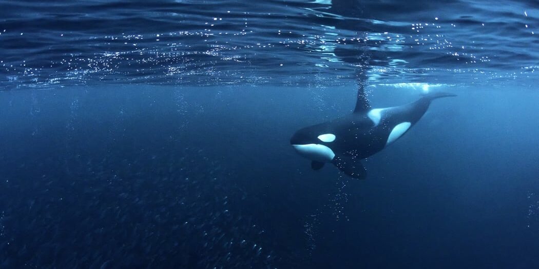 4JWAVTG_AFP__20170804__2096432__v1__HighRes__KillerWhaleOrcinusOrcaHuntingForHerringsAndenes_jpg