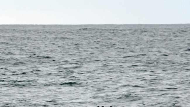 62bf9b2b210de0bf9ac1b0212d12d5f2