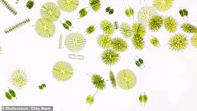 While it's likely any life discovered is microscopic, like marine phytoplankton (pictured), Dame Maggie said it's also possible alien life is more sophisticated than us