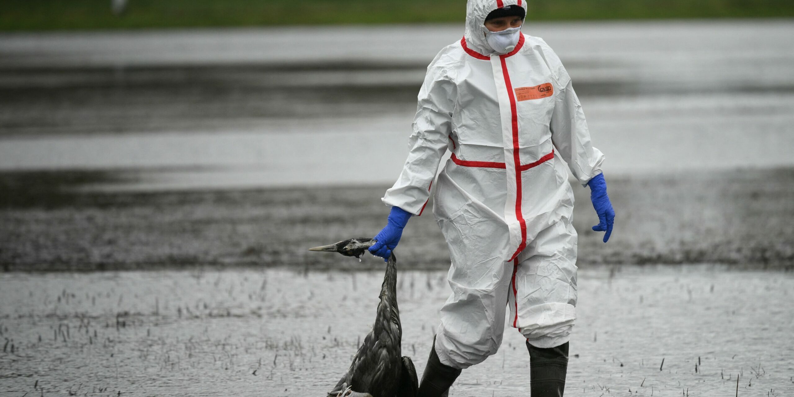A-volunteer-helper-carries-a-crane-that-presumably-died-of-bird-flu-on-a-field-near-Linum-eastern-Ge.jpeg