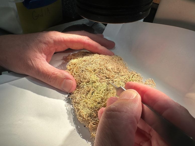 Close Up of Dried Moss Sample