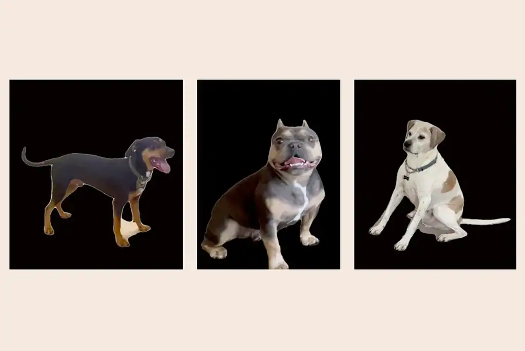 Images of the three dogs whose behavior was being studied