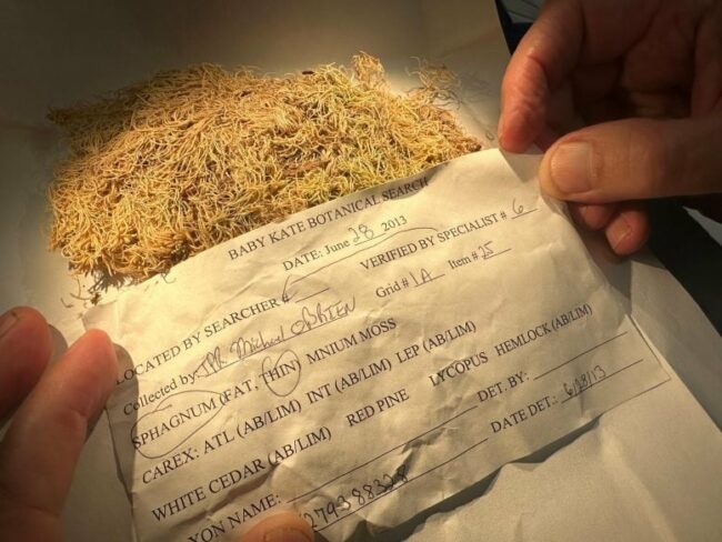 Dried-Forensic-Moss-Sample-Examination-777×583.jpg