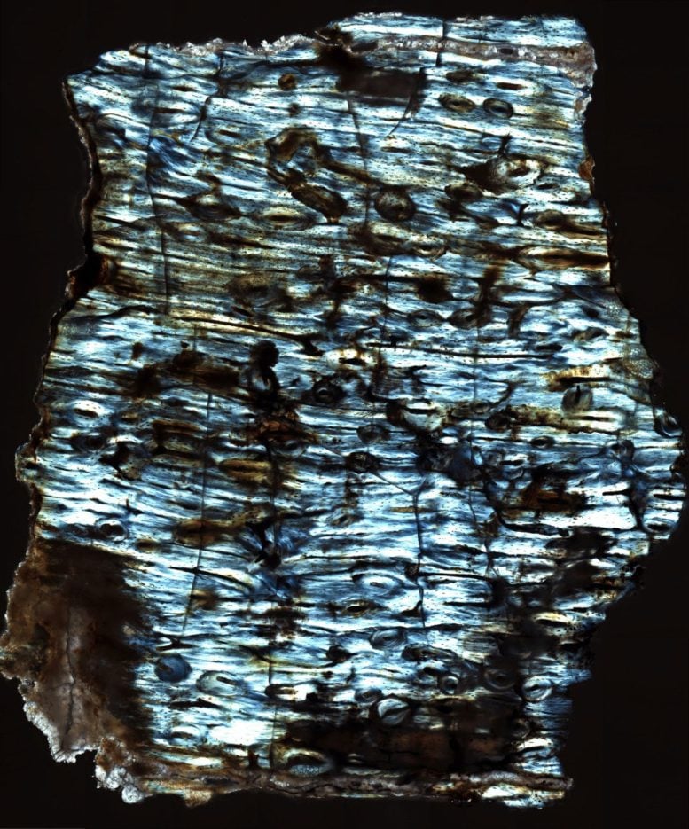 Fossilized Antelope Bone