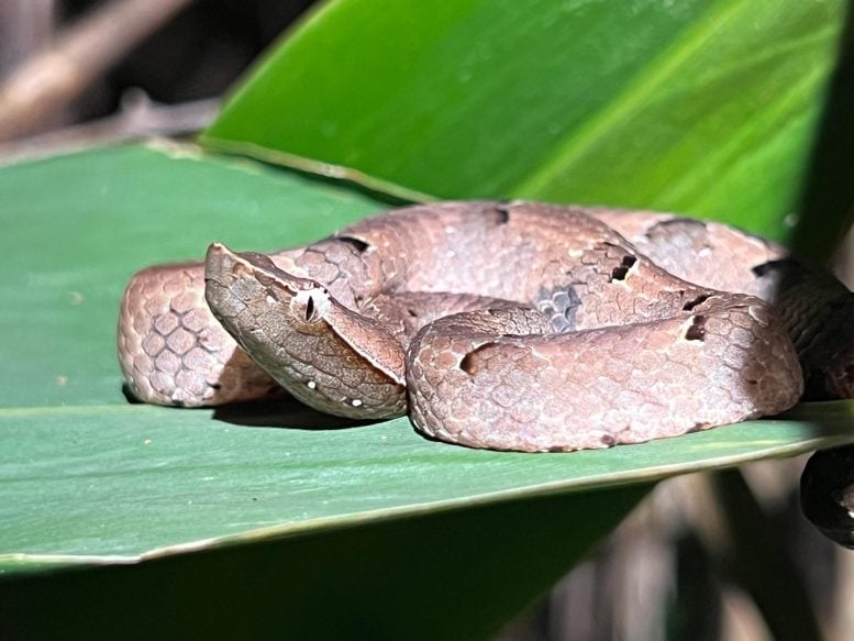 Indian Hump-Nosed Viper