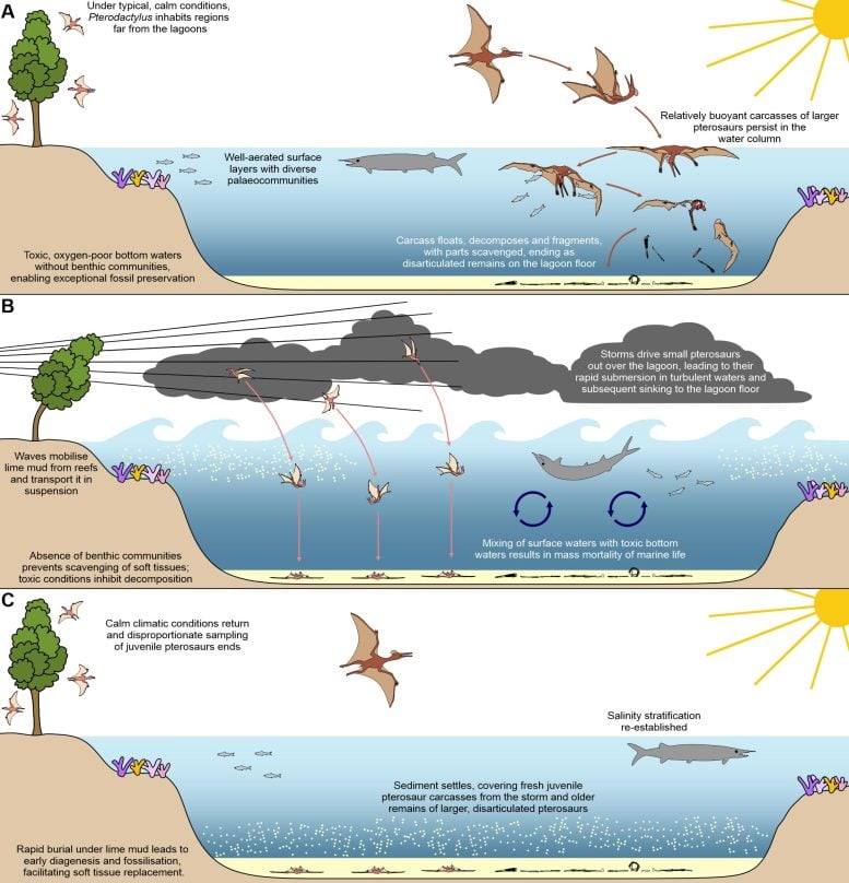 Infographic of Pterosaur Fossil Preservation Conditions