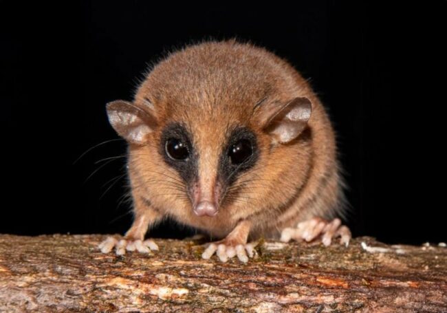 Mouse-Opossum-Marmosa-chachapoya-777×544.jpg
