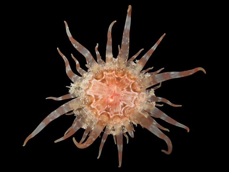New Sea Anemone (Endolobactis simoesii)