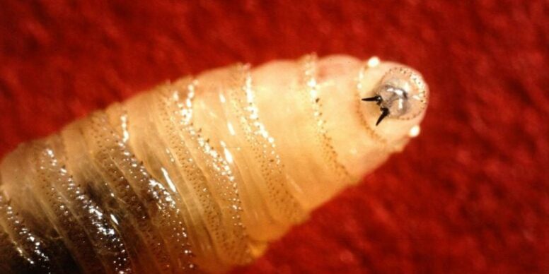 New-World-Screwworm-Larva-777×576.jpg