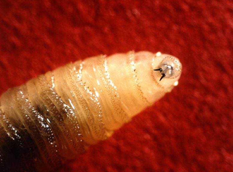 New-World-Screwworm-Larva-777×576.jpg