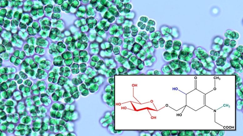 Novel Natural Compound Synthesized by a Thermophilic Cyanobacterium