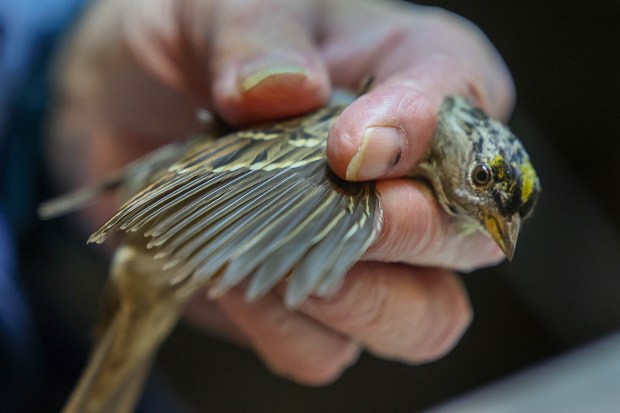San Francisco Bay Bird Observatory volunteer Tom Stewart examines a...