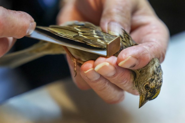 San Francisco Bay Bird Observatory volunteer Tom Stewart measures the...