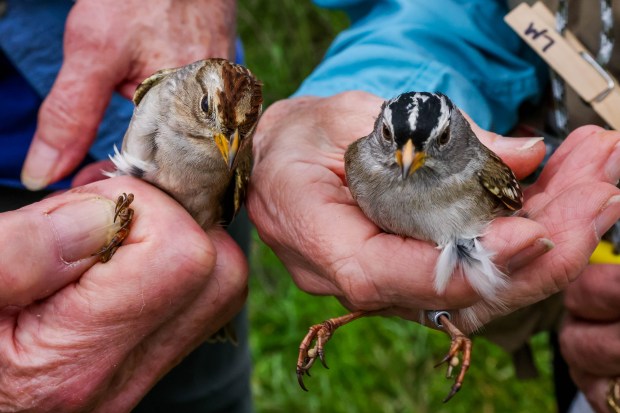 San Francisco Bay Bird Observatory volunteers Tom Stewart, left, and...