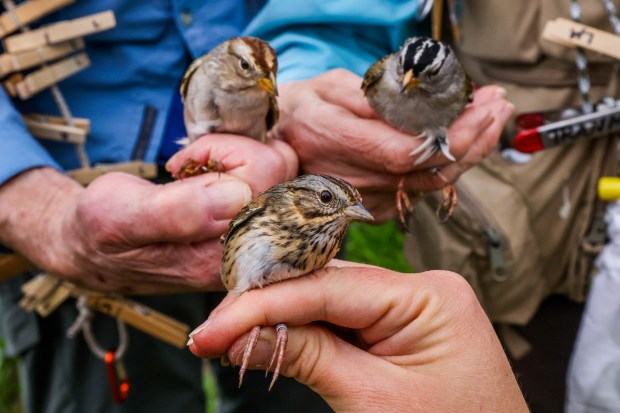 San Francisco Bay Bird Observatory volunteers Tom Stewart, left, and...