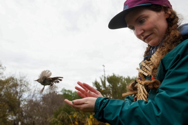 San Francisco Bay Bird Observatory volunteer Michaela Figari releases a Bewick's wren that was trapped in a mist net used to capture birds for banding before being released back into their natural habitat at the Coyote Creek Field Station in Milpitas, Calif., on Saturday, Dec. 20, 2025. The bird had been banded before but was recaptured to add new data for comparison with previous banding records. (Ray Chavez/Bay Area News Group)