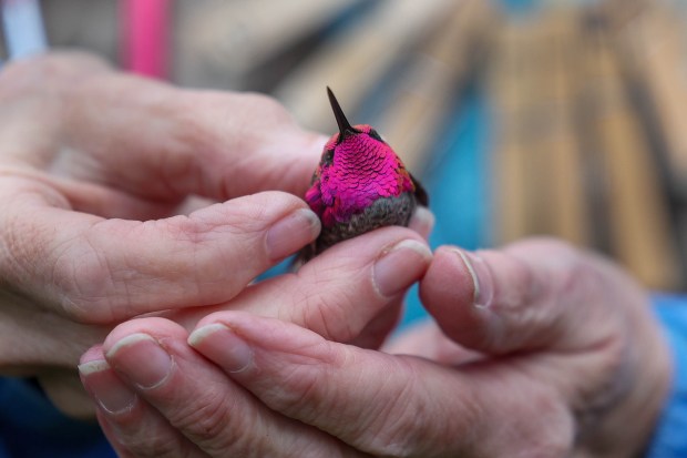 San Francisco Bay Bird Observatory volunteer Martha Castillo frees a...