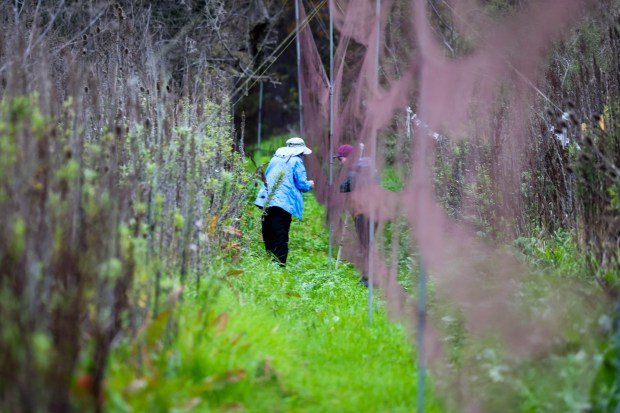 San Francisco Bay Bird Observatory volunteers Martha Castillo, left, and...