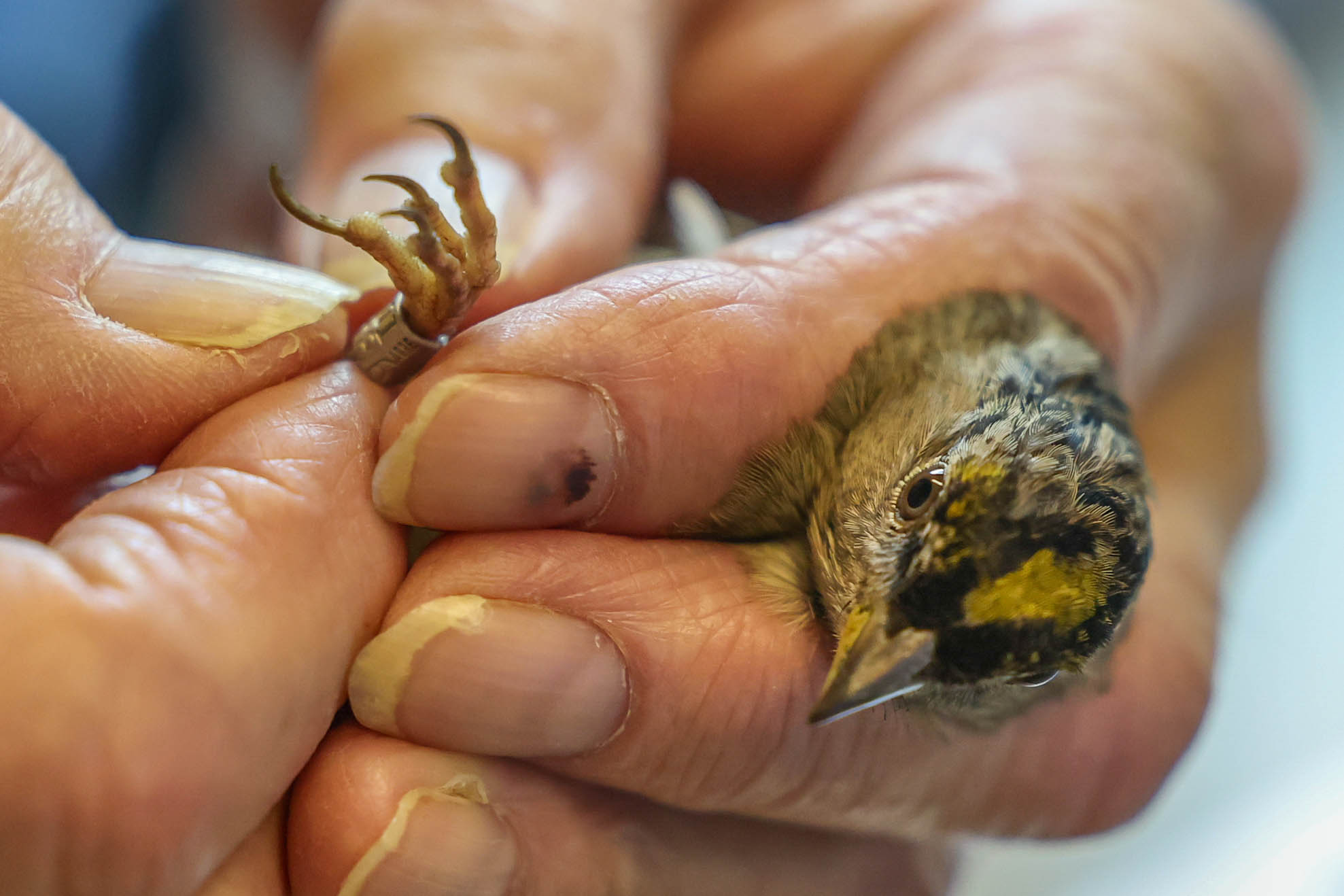 San Francisco Bay Bird Observatory volunteer Tom Stewart examines a...