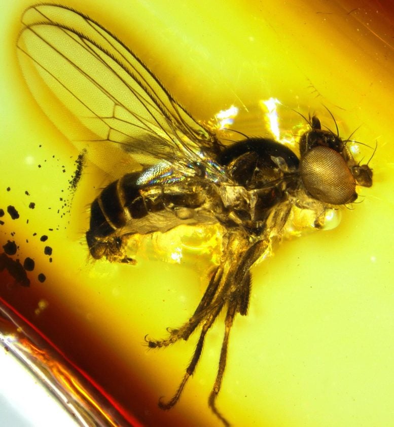Sap Fly in Amber (Aulacigaster alabaster)