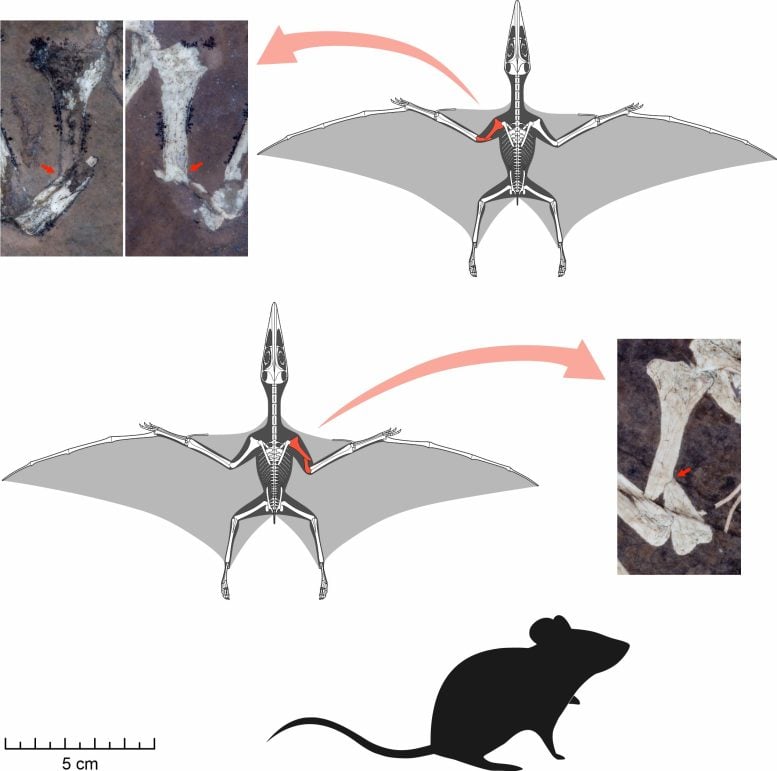 Skeletal Reconstructions of the Two Pterodactylus Hatchlings