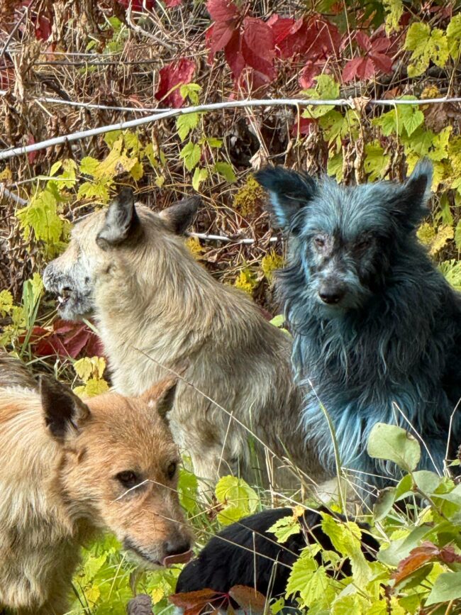 Theories-surfaced-in-October-on-why-dogs-in-Chernobyl-were-blue.jpeg