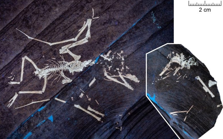 UV Illuminated Fossil of Hatchling Pterodactylus Lucky II