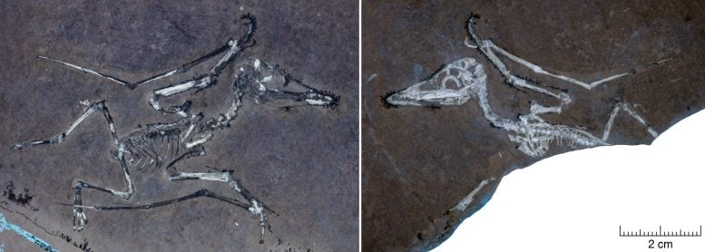 UV Illuminated Fossil of Hatchling Pterodactylus Nicknamed Lucky