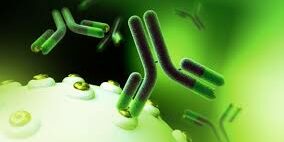 antibody.jpg