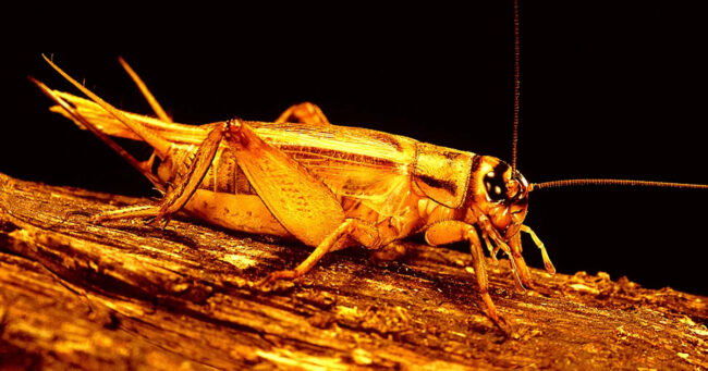 ca6ae72c15483a887165ad134dce5e1b