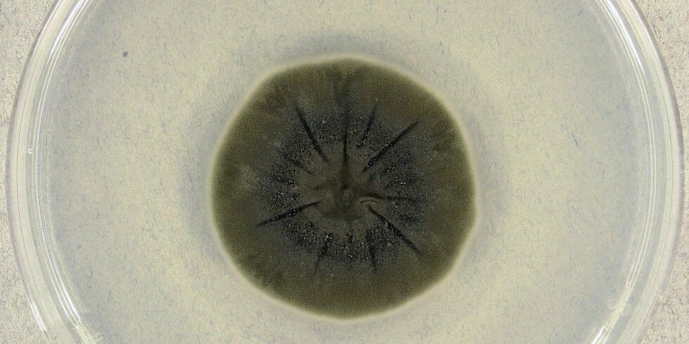 cladosporium-sphaerospermum-colony-693c715d33d90.jpg