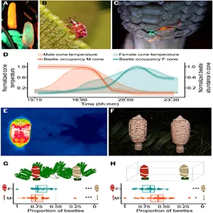 Thermal IR is a pollination signal for specialized beetle pollinators. Infrared radiation is an ancient pollination signal that was undiscovered until now. Credit: Science